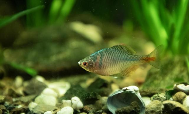 水族圈八大“智商税”！老鱼友血泪总结：这些东西白送都不能要