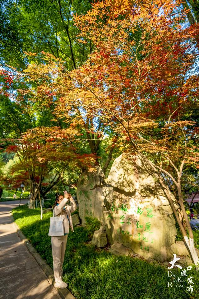 大渡口冬日“顶流”红了