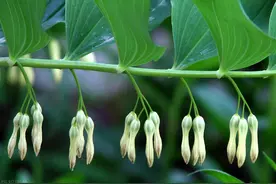 玉竹的传奇：自然恩赐与文化传承图片