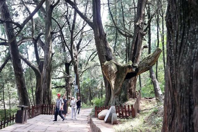 坐高铁游广元！国际文旅新地标，剑门关与翠云廊的“出道”方式！