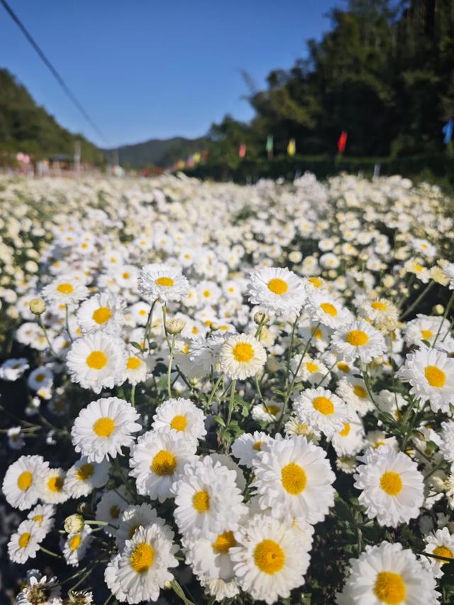 太美了!肇庆高要百亩菊花盛开