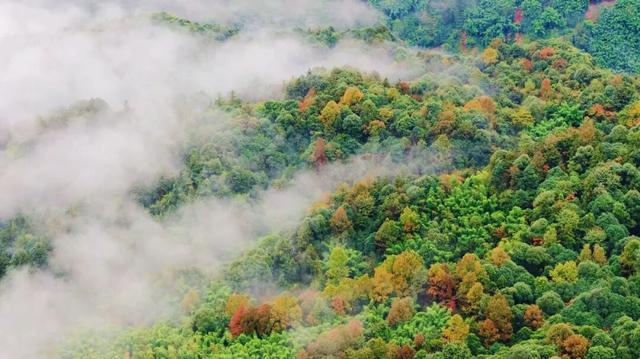 @全国中小学生：这个秋假，免门票畅玩碧峰峡！来与动物交朋友，打卡领熊猫奖牌啦！
