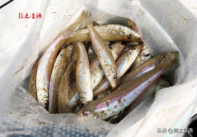 小众滨海度假胜地，矾之浦沙滩，一竿子钓一二十条鱼