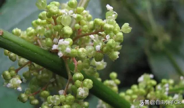牢底坐穿警告！这10种国宝级植物，快来认识一下。