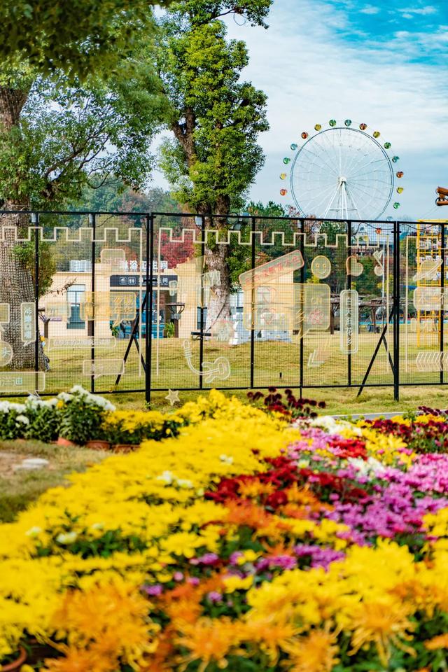 木兰花乡300000盆菊花热烈盛放