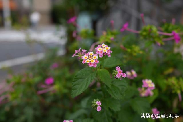 索尼Cyber-shot RX1R III 评测 | 发挥镜头一体化优势的高解析性能