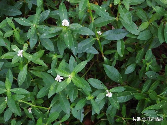 家里出现这几个信号，恭喜你要走运了