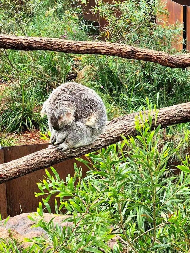 【散文】李后强：澳洲游记