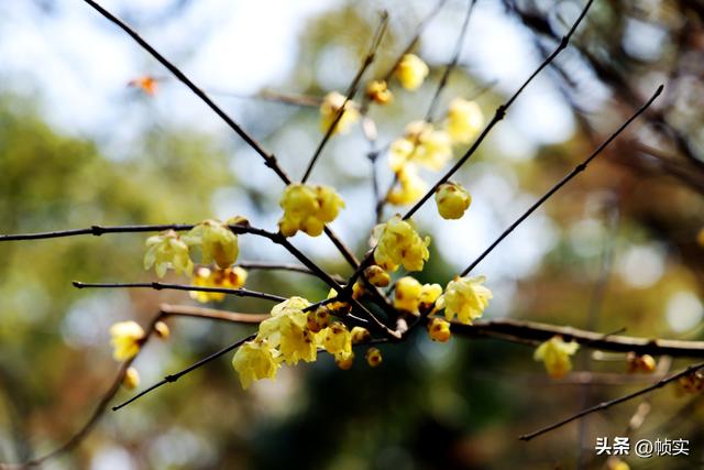 “蜡”么美“蜡”么香，上海公园蜡梅绽放即将迎来盛花期