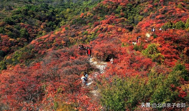 周末香山赏红叶保姆攻略