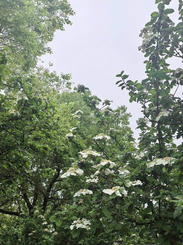 扬州：天下无双的琼花，在廉政广场盛开了