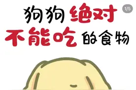养狗必看！这8种食物，会要了狗狗的命！图片