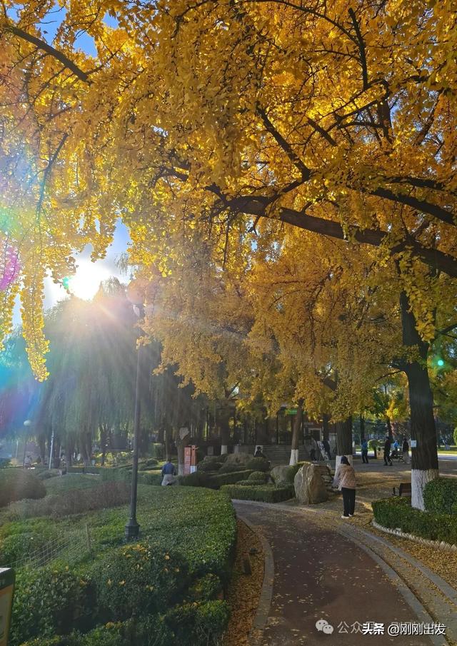 大连市内银杏顶流,百年公园银杏最佳观赏期到了