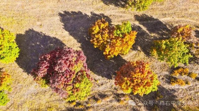 醉美五角枫 恰是换装时