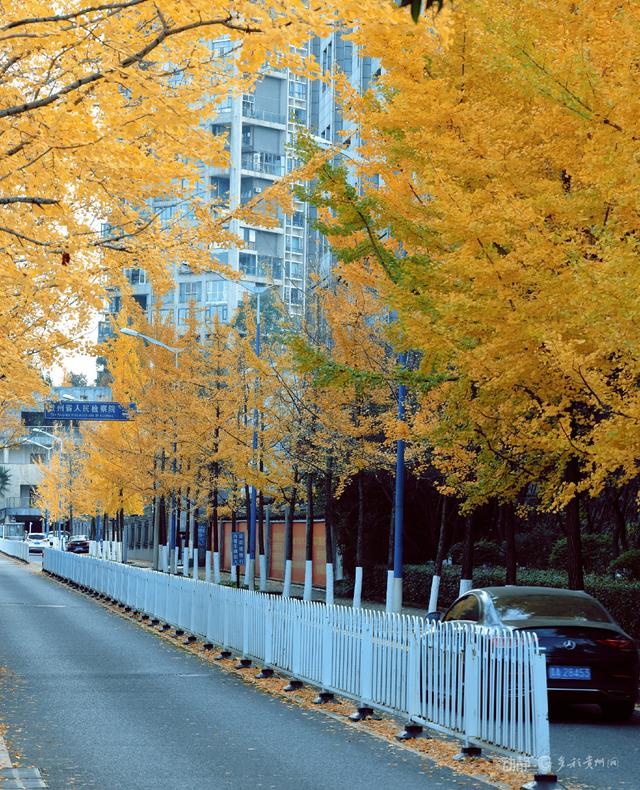 最是银杏橙黄时，打卡贵阳观山湖的冬日暖景