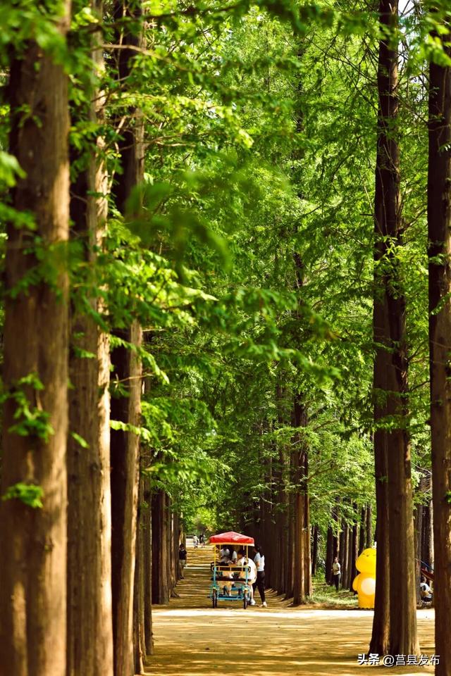 「 日 照 」 为何能成为康养优选地？