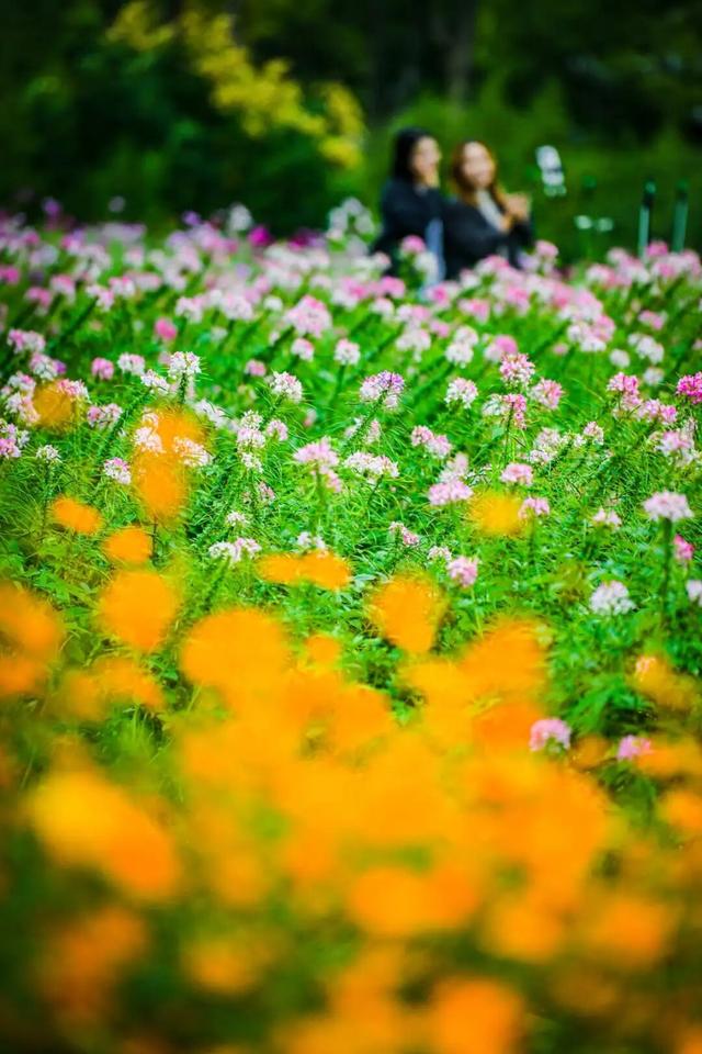 虎丘山脚下的免费公园！四片超大的缤纷花海，一次性看个够！