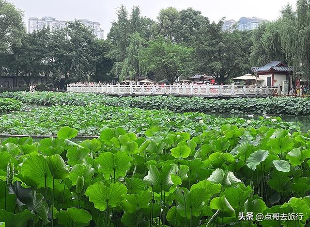 成都主城区老牌公园，最适合乘凉避暑，超级舒服，地铁公交直达！