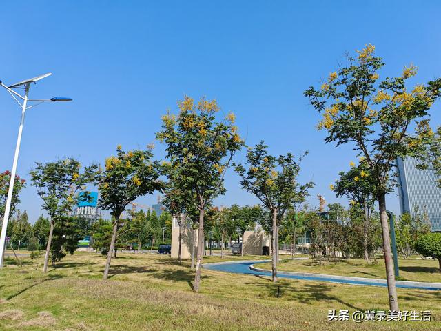 河北石家庄：“黄花红果”栾树扮靓秋日美景