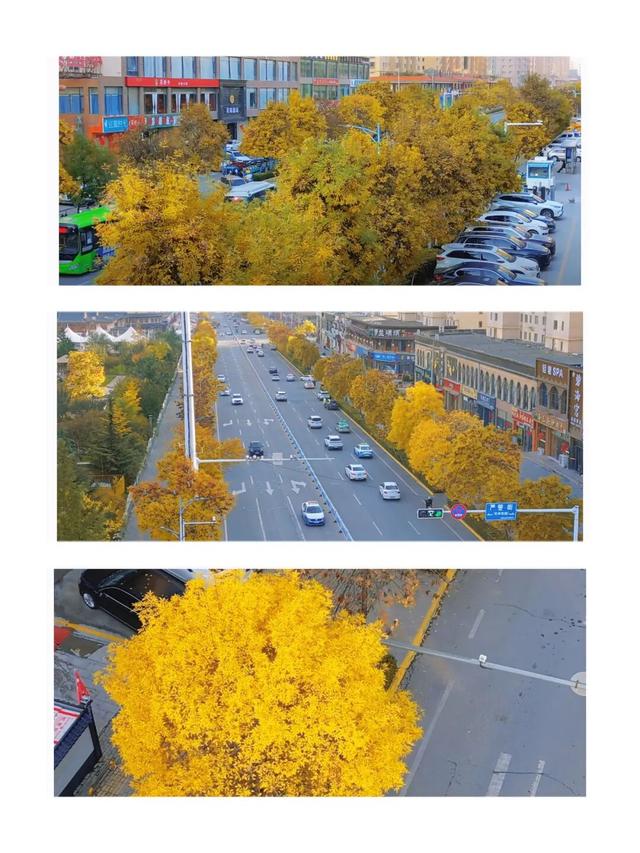 临夏的秋天，是一场金色的仪式