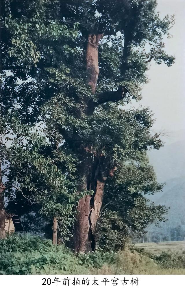 九江文史 | 太平宫纪行