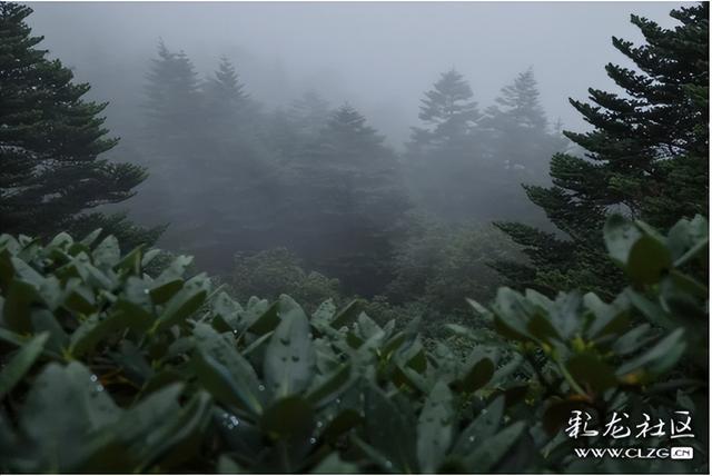 迷雾森林-探秘轿子山
