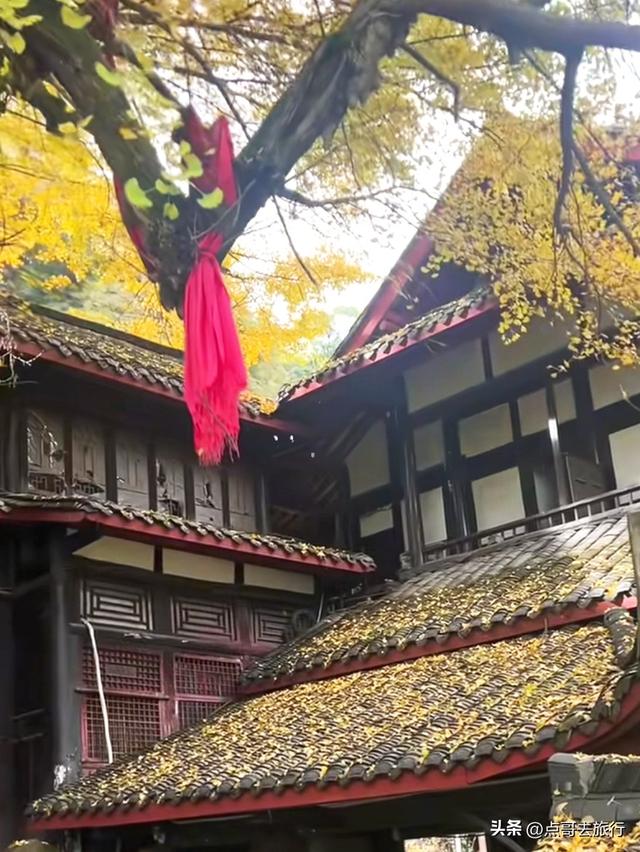 成都这5大千年银杏，超级惊艳，其中一株相传是杨贵妃种植！