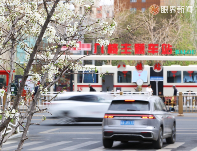 被乌鲁木齐的春天治愈了，花开满城→