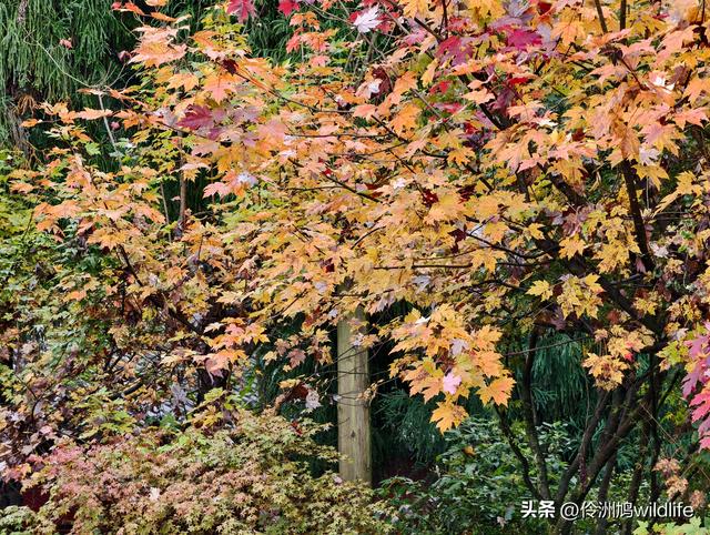 四川行(73)什邡红枫岭徒步到钟鼎寺