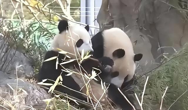 没有回旋余地，中国下令直接收回，17万日本人泪奔，高市闯祸了！