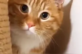 如果你捡到这四种猫，放心带回家，它是来报答你的！图片