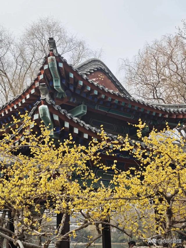 山东的第一波蜡梅开啦！快来邂逅这份冬日限定的浪漫