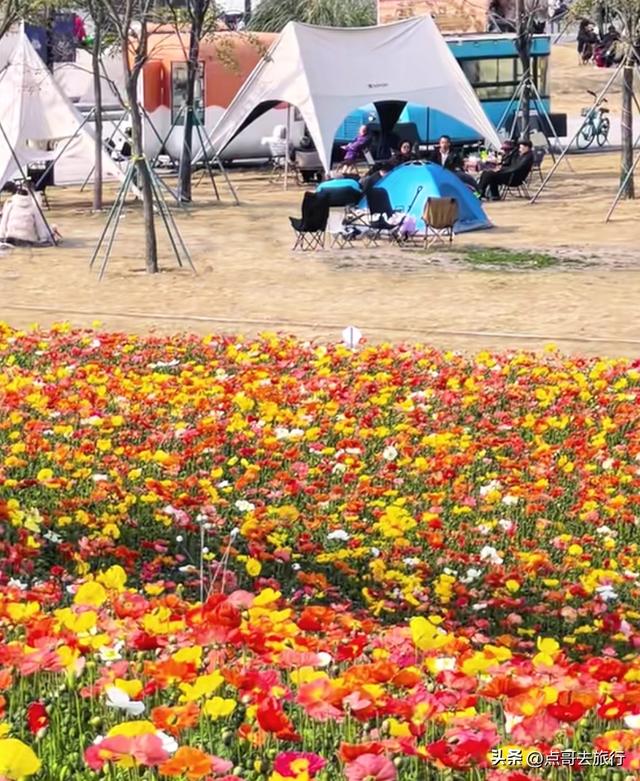 成都最美的虞美人花开了，美丽又壮观，给人震撼的视觉冲击力！