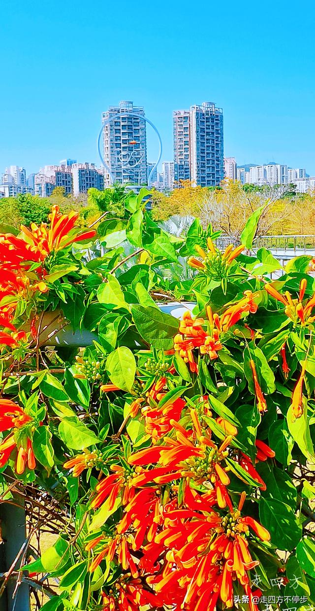 午间邂逅浓浓春意——深圳香蜜公园炮仗花开