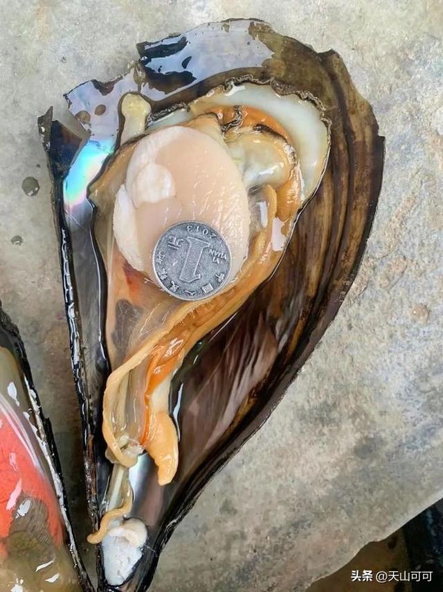 烧烤必买的10个海鲜， 快来看看！