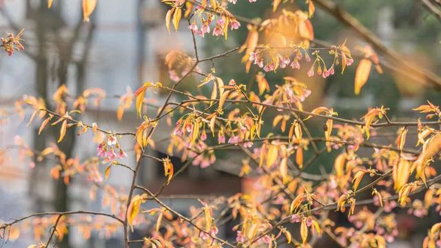 开了！重庆第一波樱花就在南岸区南山植物园！