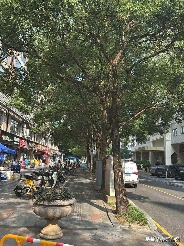 盐田林荫道，永远是封神的存在