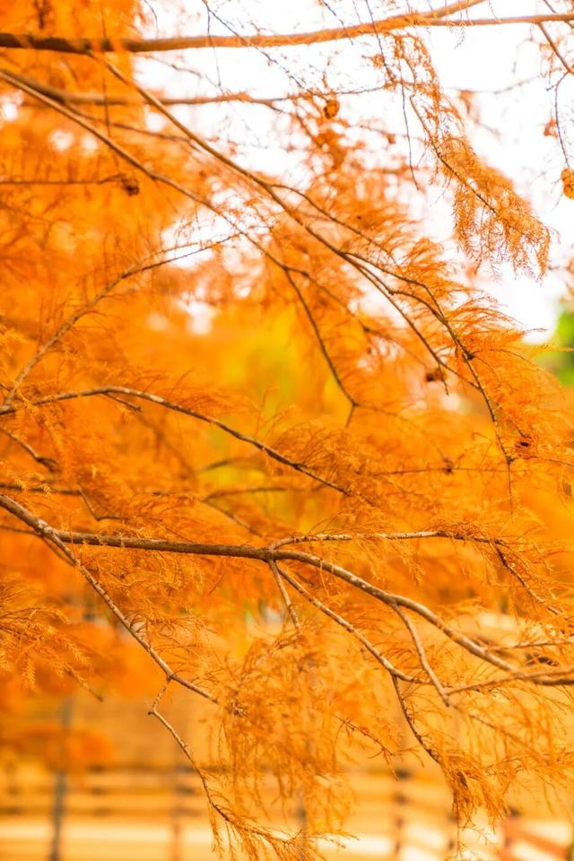 莲花山落羽杉，红了！