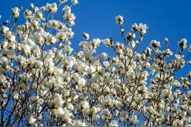 济南9个能逛一天的免费公园！图片