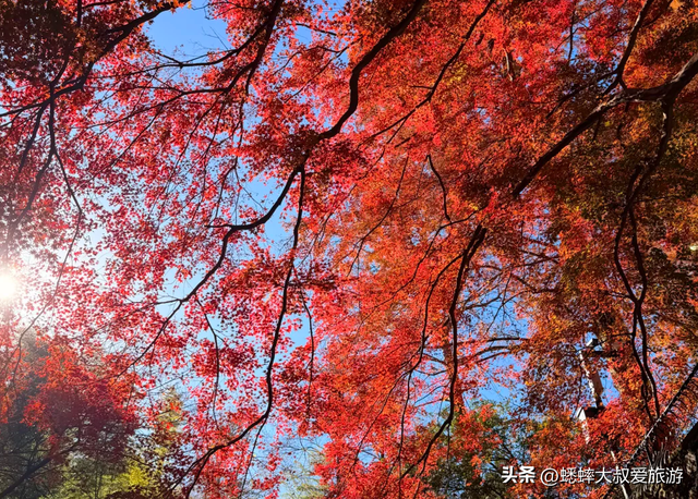 快来，浙江第三届莫干山红枫季开始了，可轻松来趟浪漫“枫”旅！