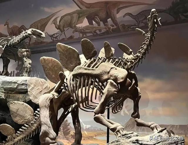 在保定，体验真实版“疯狂动物城”！