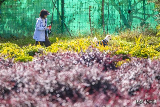 大理三塔前有片农场栽满树球，是这个秋天最无名的去处，风景很美