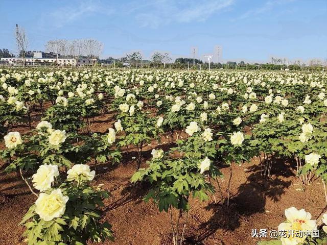 菏泽冠宇牡丹园：从“小种植园”到“大产业圈”的3A巨变