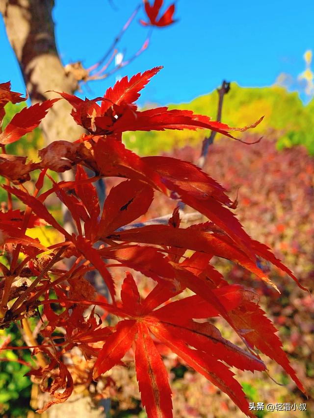 秋霜寒，秋叶艳，秋林醉，在家乡小城，邂逅一场姗姗来迟的秋景