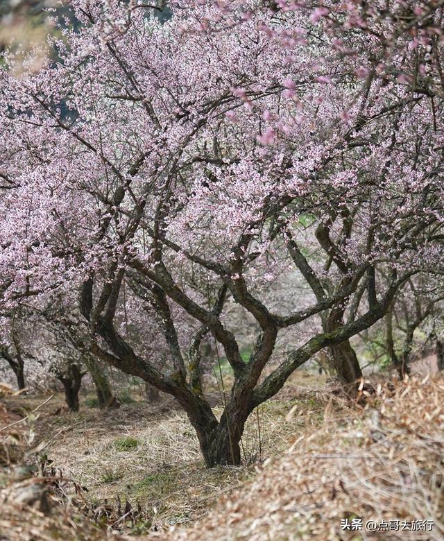 成都真正的“小林芝”盛景，被严重低估，漫山梅花，美到震撼！