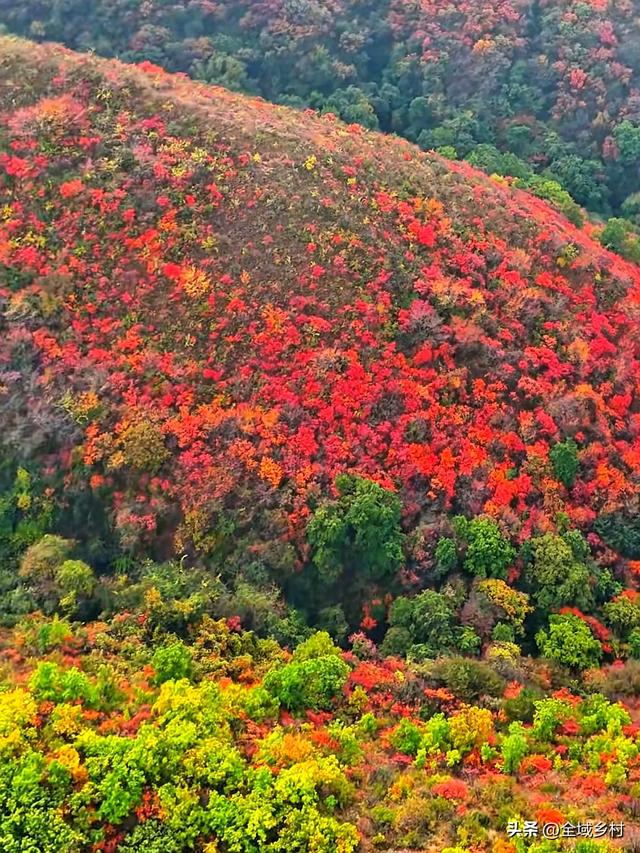 自驾线美到封神！90%河南人不知道的豫西秋色，现在去刚刚好