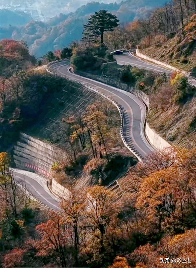 彩色旅图｜在红岭公路与黄牛一家子不期而遇，零星的牛粪点缀路面