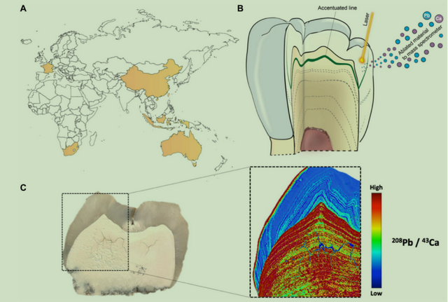 尼人灭绝、现代人幸存，竟是因为一个与铅中毒有关的基因突变？