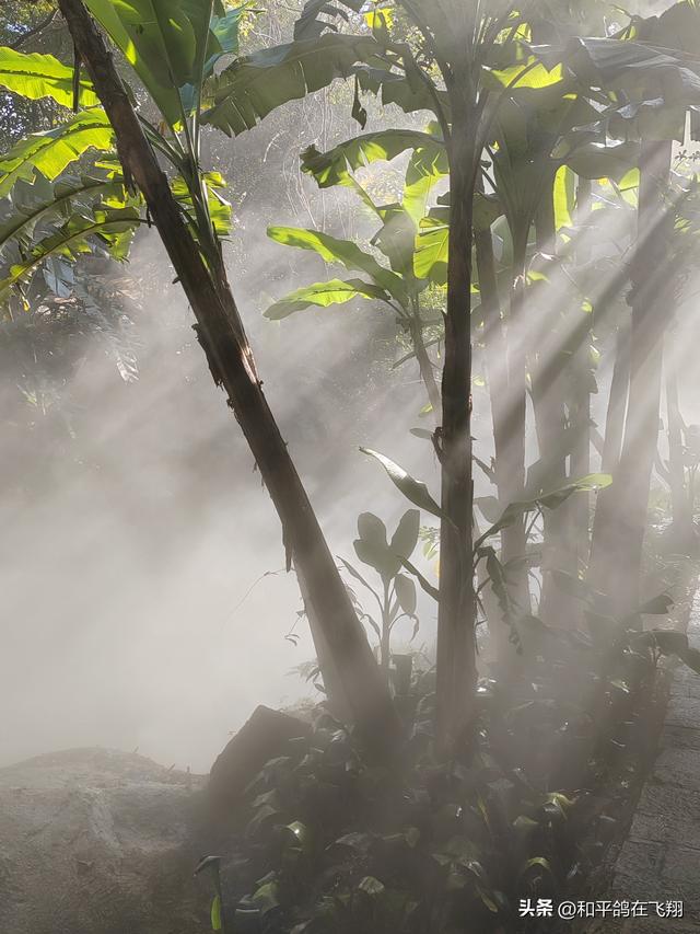 厦门植物园：邂逅自然的绮梦