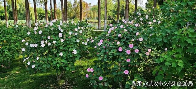 花色一日三变！武汉秋日木芙蓉花海上线